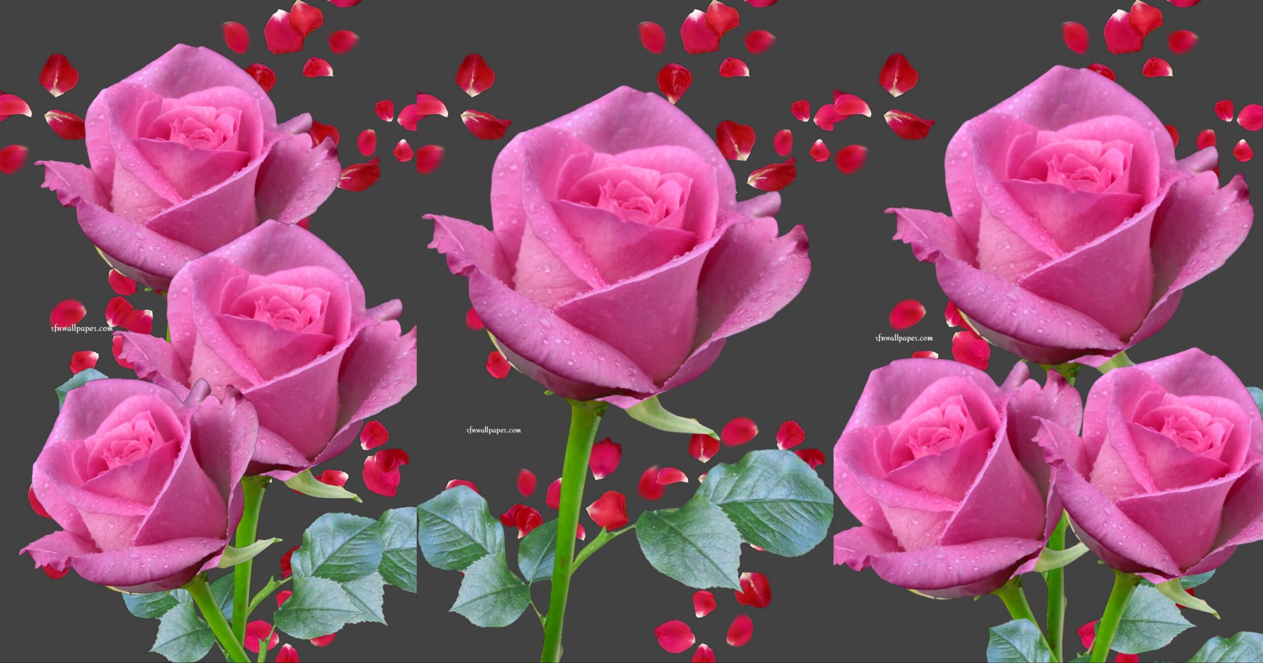Roses - RFN Wallpaper