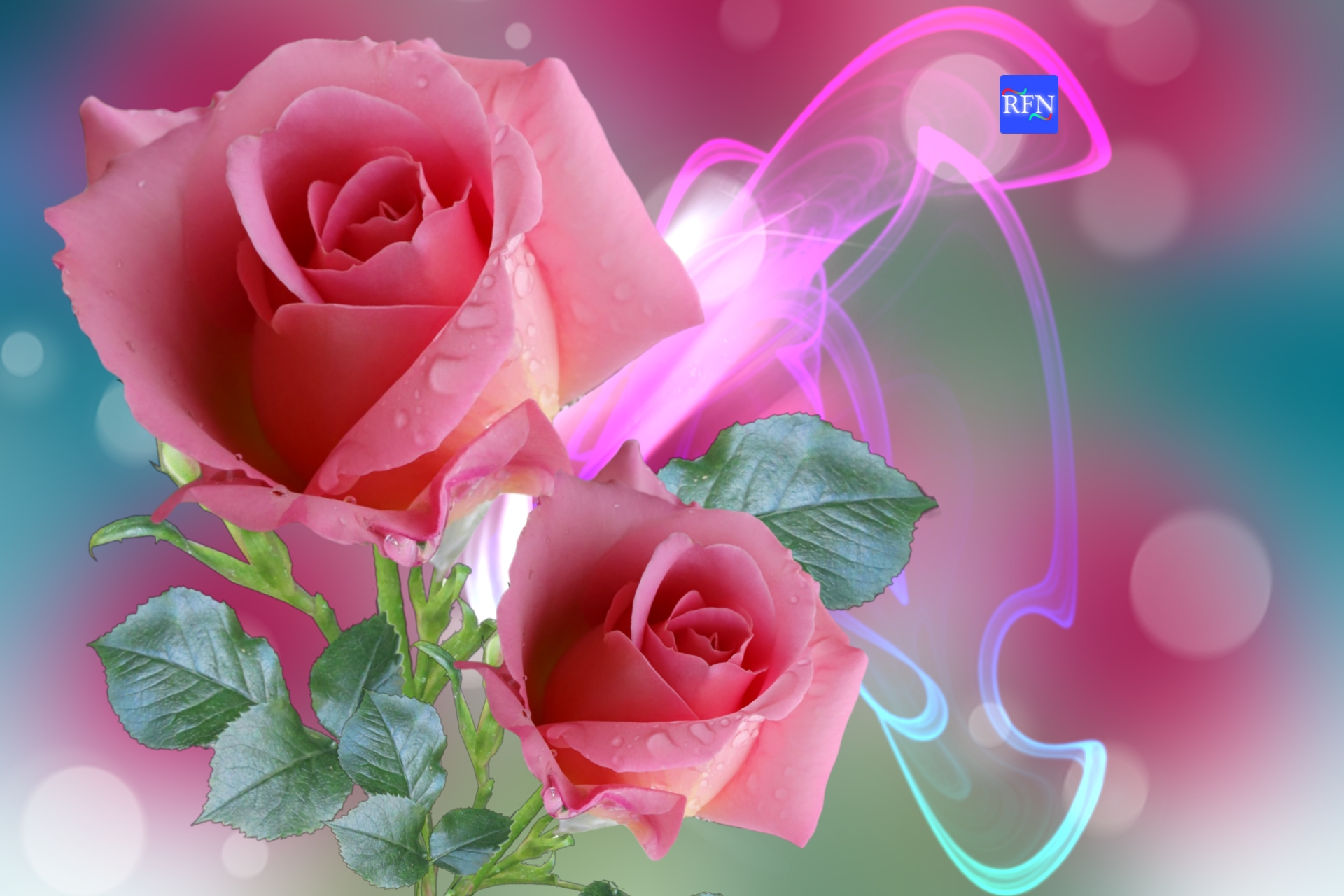 Pink Roses - RFN Wallpaper