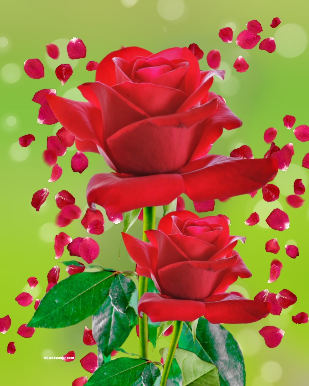 Red Roses - RFN Wallpaper