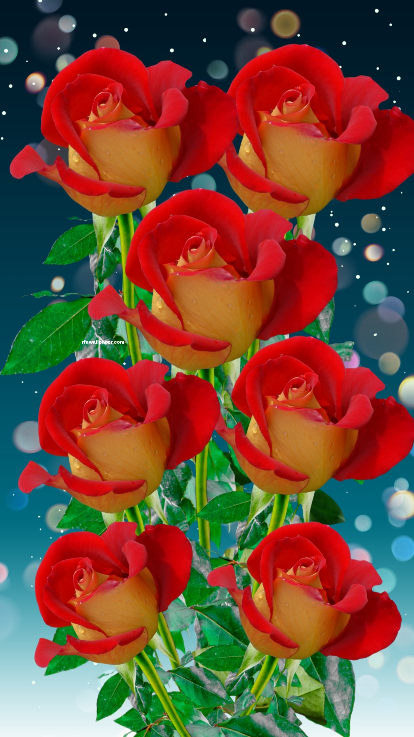 Roses - RFN Wallpaper